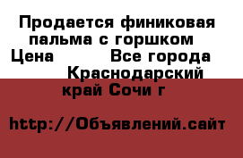 Продается финиковая пальма с горшком › Цена ­ 600 - Все города  »    . Краснодарский край,Сочи г.